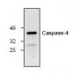 Caspase-4 Antibody